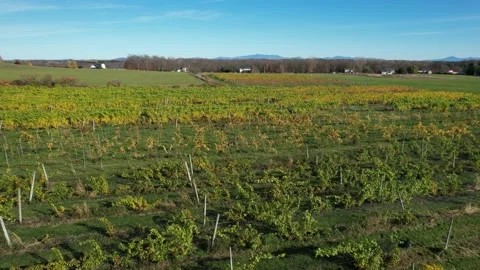 Late autumn vineyard 库存影片 220369607