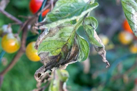Late blight on a potato leaf Stock Photos