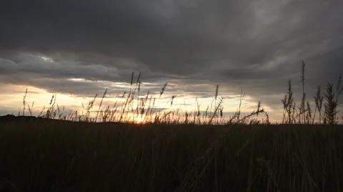 Late day sun backlights blowing wild grass under a cloudy stormy sky Stock Footage 300818490