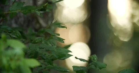 Late-day sun in the forest Stock Footage 238796464
