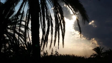 Late evening sun flashing through dark clouds and palm trees leaves. Video stock 139541511