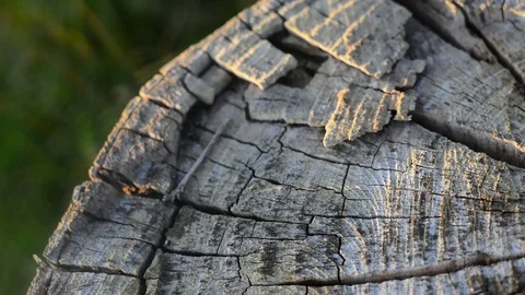 Late evening sunlight on weathered tree trunk Stock Footage 78667073
