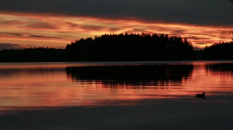 Late evening sunset with duck floating on water Stock Footage 54521949