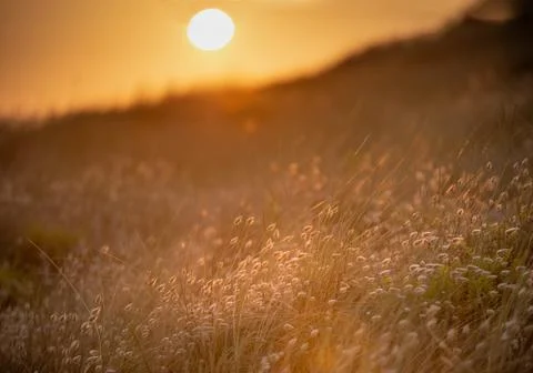 Late evening sunset Summer rays of sun light up sand dunes and grass in beach Stock Photos