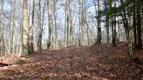 Late fall early wint fallen leaves trail Stock-Footage 255793251