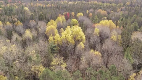 Late Fall establishing forest aerial shot yellow trees under sunny weather 库存影片 296032071