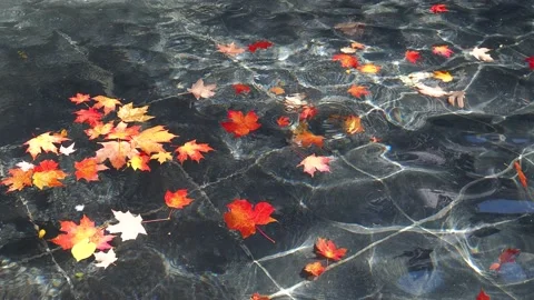Late fall leaves floating on water Stock Footage 219592615