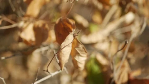 Late fall in park. close-up of the last dried orange brown leaves on autumn tree Stock Footage 260416925