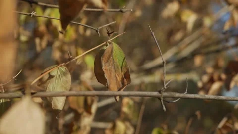 Late fall in park. close-up of the last dried orange brown leaves on autumn tree Stock Footage 260416932