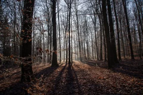 Late Fall Stock-Fotos