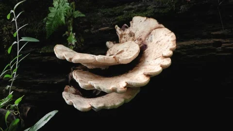 Late Fall Polypore Mushrooms, deciduous forest, E USA Stock Footage 164243889