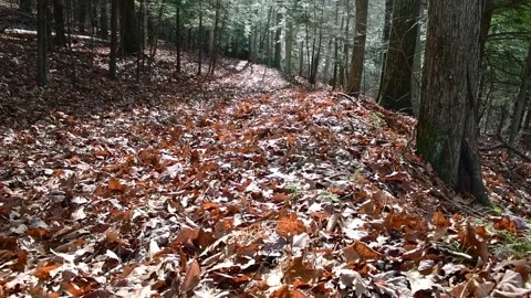 Late fall trail sunlight forest Stock Footage 255793249