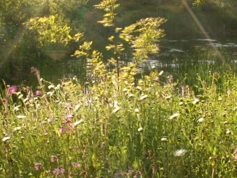 Late Leaves Video stock 490076