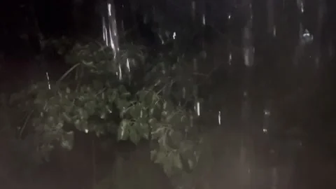 Late night heavy rain on the trees Stock Footage 232317186