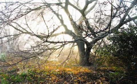 Late october tree Stock Photos