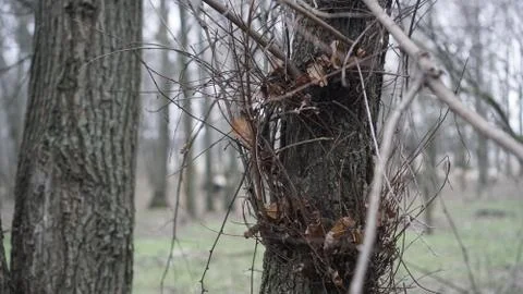 Late pine in macro Stock Photos