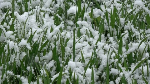 Late  snowfall in May on  young wheat sprouts Stockbeeldmateriaal 76313506