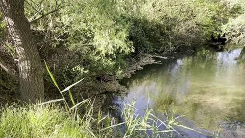 Late spring, the bank of a small river is covered with green fresh grass Stock Footage 310041688