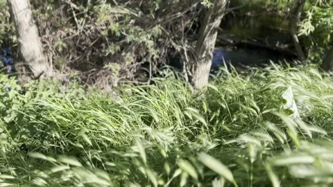 Late spring, the bank of a small river is covered with green fresh grass Stock Footage 310041689