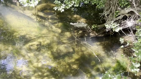 Late spring, the bank of a small river is covered with green fresh grass Stock Footage 310041700