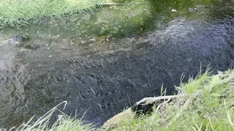 Late spring, the bank of a small river is covered with green fresh grass Stock Footage 310041710