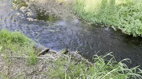 Late spring, the bank of a small river is covered with green fresh grass Stock Footage 310041758
