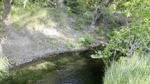Late spring, the bank of a small river is covered with green fresh grass Stock Footage 310041761