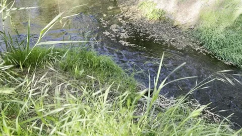 Late spring, the bank of a small river is covered with green fresh grass Stock Footage 310041767