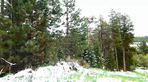 Late Spring Forest Snow Video stock 38491551