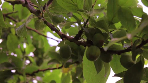 Late Spring Greengage Plums Stock Footage 39294912