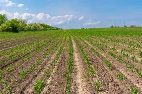 Late spring landscape with rows of maize sprouts  in central  Ukraine Foto stock