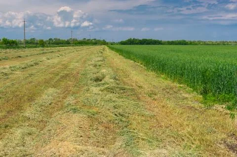 Late spring landscape with rows of mown young wheat using as forage Stock Photos