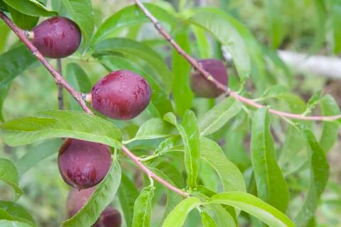 Late spring mountain nectarines Stock Photos