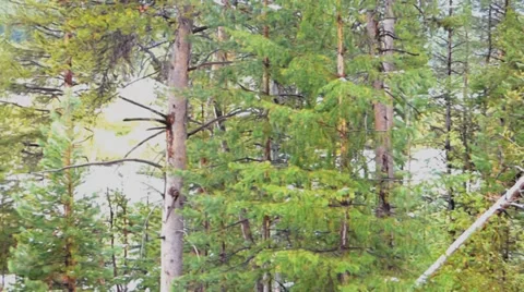 Late Spring Snow Forest and Meadow Video stock 38491658