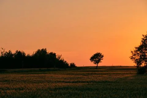 Late spring sunset with rye field in foreground, Podlasie Region, Poland, Eur Stock Photos
