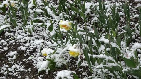 Late spring time snowfall on blossoming narcissus flowers Stock Footage