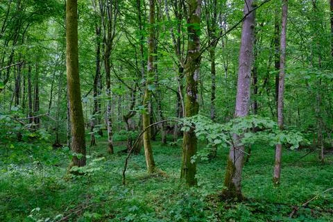 Late springtime deciduous forest with fresh green rich trees around mainly ho Stock Photos