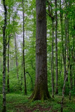 Late springtime deciduous forest with fresh green rich trees around mainly ho Stock Photos