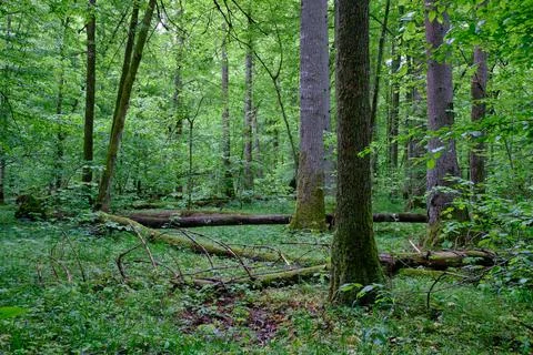 Late springtime deciduous forest with fresh green rich trees around mainly ho Stock Photos