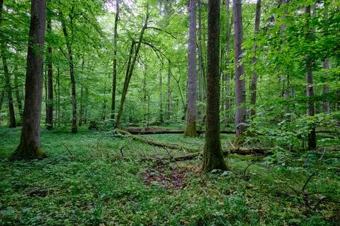 Late springtime deciduous forest with fresh green rich trees around mainly ho Stock Photos