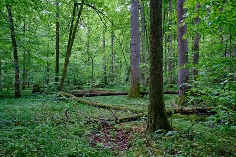 Late springtime deciduous forest with fresh green rich trees around mainly ho Stock Photos