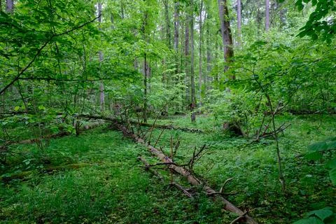 Late springtime deciduous forest with fresh green rich trees around mainly ho Stock Photos