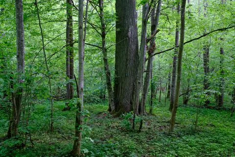 Late springtime deciduous forest with fresh green rich trees around mainly ho Stock Photos