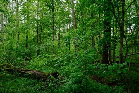 Late springtime deciduous forest with fresh green rich trees around mainly ho Foto stock