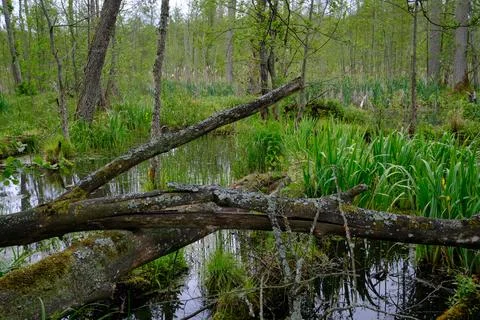 Late springtime deciduous forest with fresh green rich trees around mainly ho Stock Photos