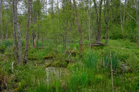 Late springtime deciduous forest with fresh green rich trees around mainly ho Stock Photos
