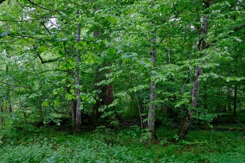 Late springtime deciduous forest with fresh green rich trees around mainly ho Foto stock