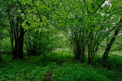 Late springtime deciduous forest with fresh green rich trees around mainly ho Stock Photos
