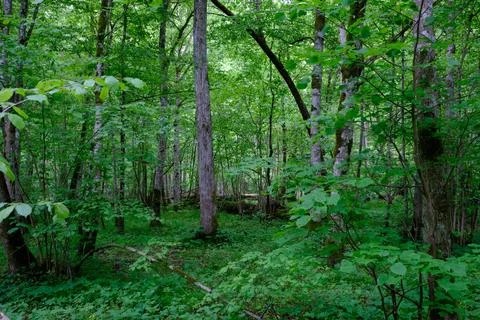Late springtime deciduous forest with fresh green rich trees around mainly ho Stock Photos
