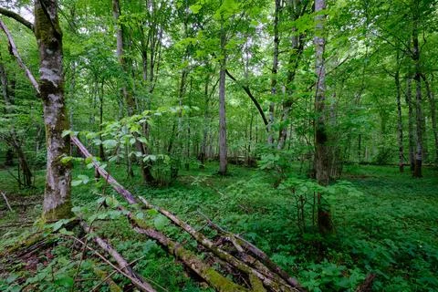 Late springtime deciduous forest with fresh green rich trees around mainly ho Stock Photos